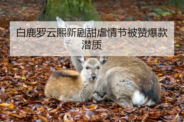 白鹿罗云熙新剧甜虐情节被赞爆款潜质